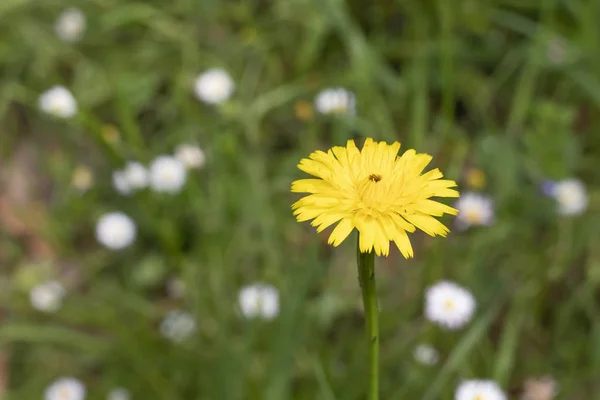 Diente de león amarillo sobre un fondo de hierba verde y flores blancas —  Fotos de Stock