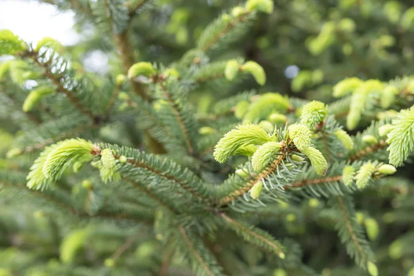 Young branches spruce buds and young spruce needles — 스톡 사진