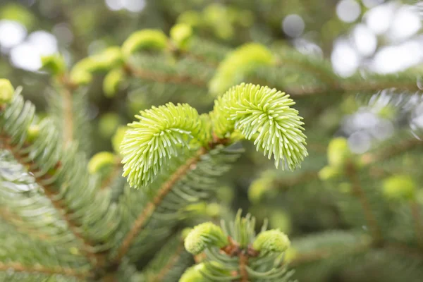 Young branches spruce buds and young spruce needles — 스톡 사진