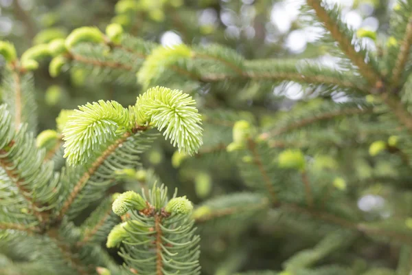 Young branches spruce buds and young spruce needles — 스톡 사진