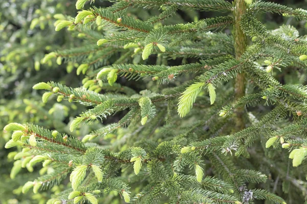 Young branches spruce buds and young spruce needles — Stock Photo, Image