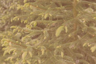 Genç dallar ladin tomurcukları ve genç ladin iğneleri.