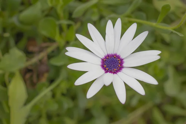 Flor branca com estames roxos no centro — Fotografia de Stock