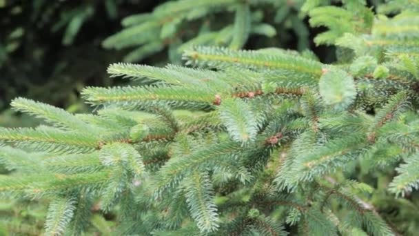 The branches of the young spruce sway gently on a sunny day — Stock Video