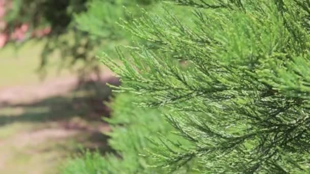 Las ramas de Thuja revoloteando en el viento en un día de sueño — Vídeos de Stock