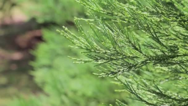 Ветви Туджи трепещут на ветру в сонный день — стоковое видео