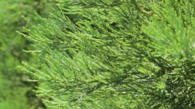 Uyuyan bir gün rüzgarda çırpınan Thuja dalları