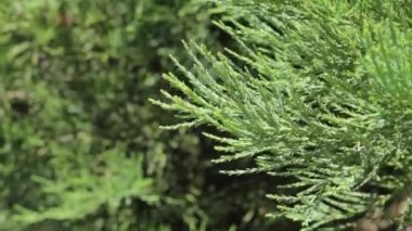 Uyuyan bir gün rüzgarda çırpınan Thuja dalları