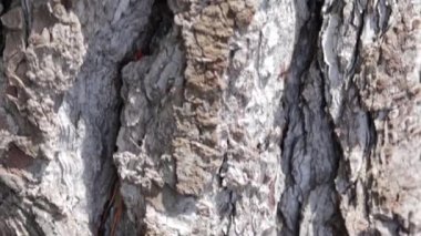 Dökmeyen bir ağacın aşağıdan yukarı görünümü