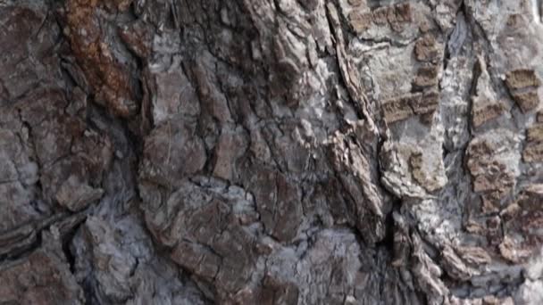 Vue du bas vers le haut d'un arbre sempervirent — Video