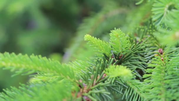 화창한 날에 공원 근접 촬영에서 녹색 스프루 스의 젊은 가지와 콩나물 — 비디오