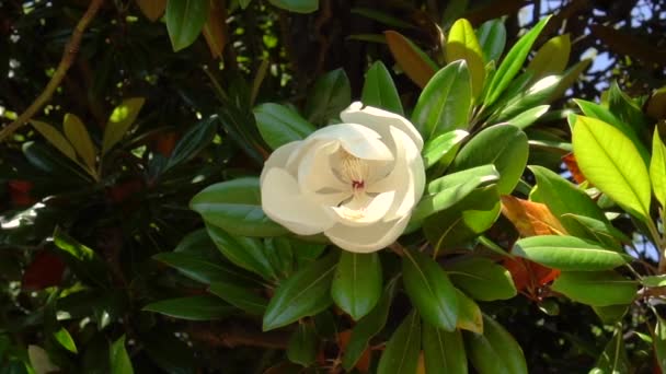 Belle grande fleur blanche sur une branche de magnolia — Video