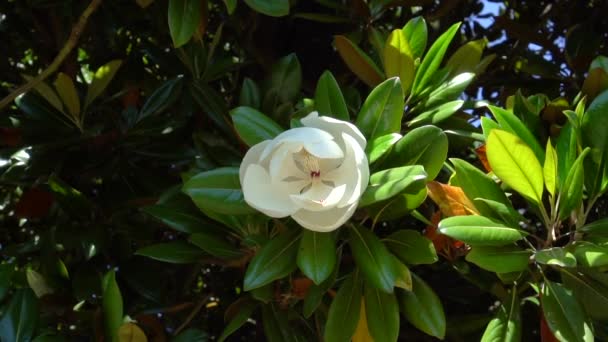 Rama de Magnolia balanceándose en el viento con una gran flor — Vídeo de stock