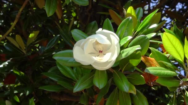 Magnolia ramo balançando no vento com uma grande flor — Vídeo de Stock