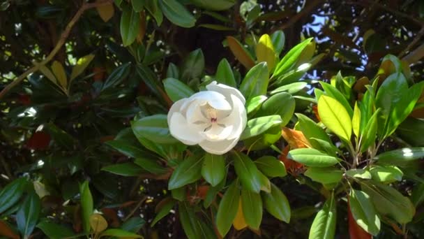 Gałąź Magnolia swinging w wiatr z dużym kwiatem — Wideo stockowe