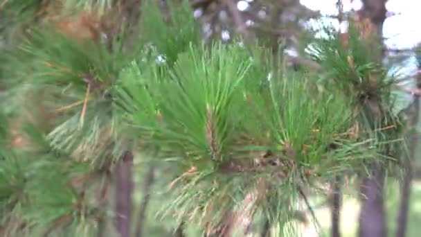 Ramas Pino Balanceándose Viento Día Soleado Despejado Vegetación Ladera — Vídeos de Stock