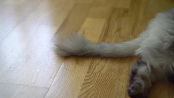 灰色のふわふわ猫は不快感で尻尾を引っ張り その過敏性を示す 茶色のラミネート上 — ストック動画