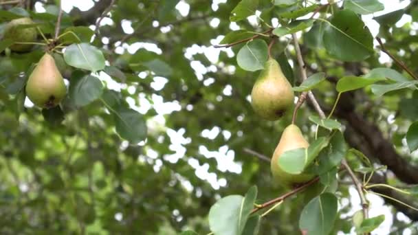 Stromě Zelenými Listy Rostou Divoké Hrušky Vítr Třese Ovocem Slunečného — Stock video
