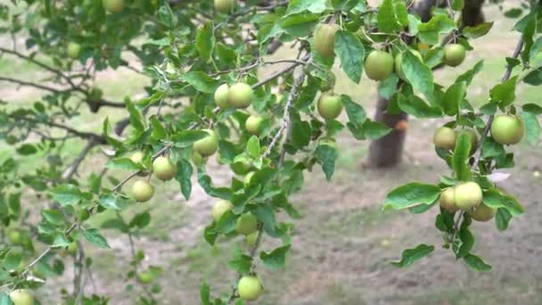 Дикі Кислі Зелені Яблука Дереві Зеленим Листям Парку Погойдується Вітрі — стокове відео
