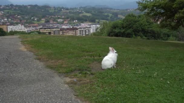 Белый Кролик Черными Глазами Спокойно Сидит Зеленой Лужайке Траве Рядом — стоковое видео