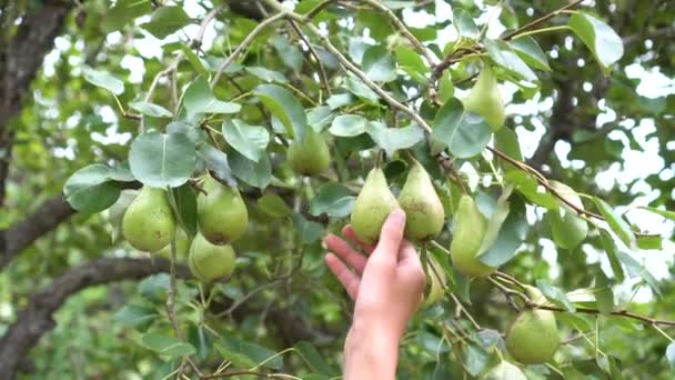 Mão Homem Rasga Frutos Uma Conferência Pêra Uma Árvore Parque — Vídeo de Stock