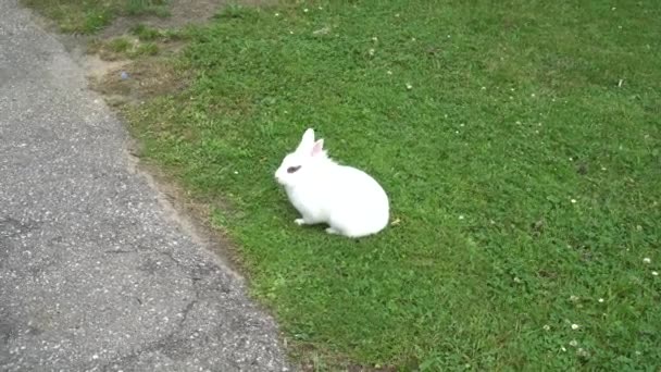 Білий Кролик Чорними Очима Тихо Сидить Зеленому Газоні Траві Поруч — стокове відео