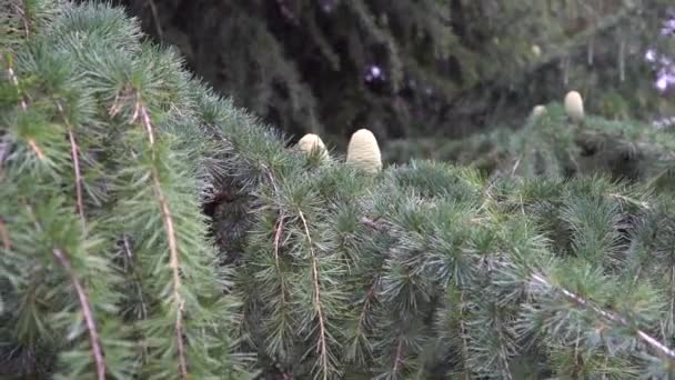 Cones Pinheiro Jovens Com Resina Ramo Uma Árvore Conífera Floresta — Vídeo de Stock