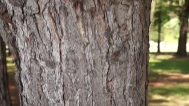 Vahşi dökmeyen ormanda Conifer gövde. Alt yukarı