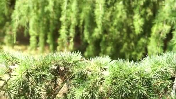 Pendentif branche suspendue de conifères à feuilles persistantes avec des grappes d'aiguilles gros plan 