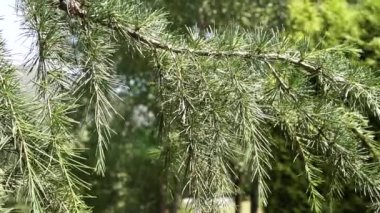İğneleri yakın çekim demet ile dökmeyen iğne ağacı ağaç asılı sarkma