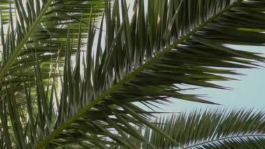 Mavi temiz yaz gökyüzünün arka planda hurma yeşil sulu dalları