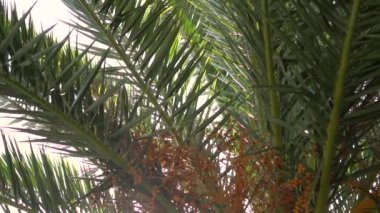 Mavi temiz yaz gökyüzünün arka planda hurma Yeşil sulu dalları. Güneş parıltısı yapraklarda oynuyor