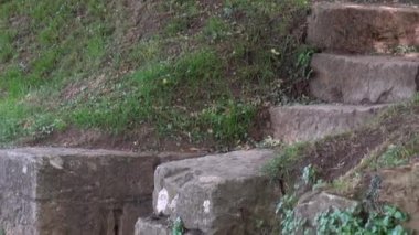 Eski taş merdiven ve ormana giden patika, parlak yaz güneşi ile aydınlatılmış