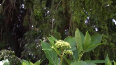 Kozalaklı ağaç dallarının arka planına karşı büyük sulu yaprakları ile yeşil çiçek