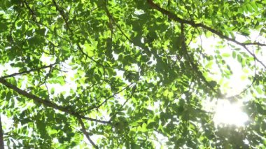 Güneş ışığı, berrak bir yaz gününde ağaçların yeşil yapraklarından geçer. Olumlu ruh hali ve yaşam neşesi kavramı