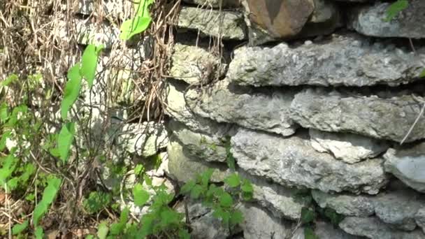 Old Stonework Forest Forester House Ruins Ancient Buildings Overgrown Vegetation — Stock Video
