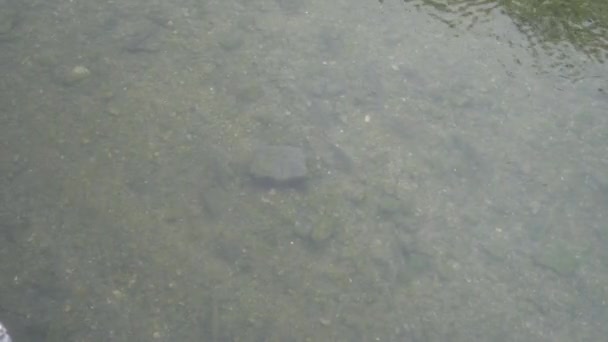 川の魚は その側に反転し 夏に太陽の下でスケールで輝く — ストック動画