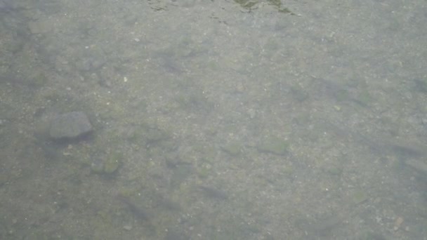 Fisch Fluss Kippt Auf Die Seite Und Glitzert Sommer Mit — Stockvideo