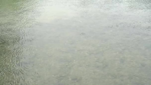 Poissons dans la rivière retourne sur le côté et scintille avec des écailles au soleil en été 