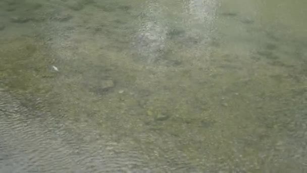 Fisch Fluss Kippt Auf Die Seite Und Glitzert Sommer Mit — Stockvideo
