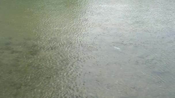 Poissons dans la rivière retourne sur le côté et scintille avec des écailles au soleil en été 