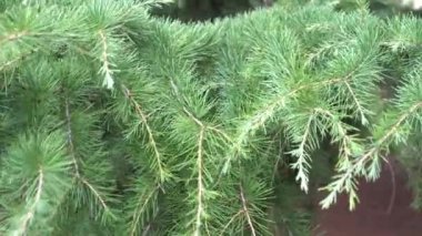 Kozalaklı dallar parkta güneşli bir günde rüzgardan dalgalanan. Noel ruh hali