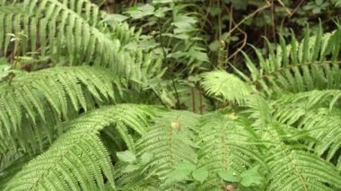 Yağmurdan sonra vahşi yaz ormanında eğrelti otu güzel yoğun çalı. El değmemiş doğanın güzelliği