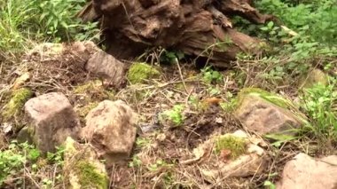 Ormandaki çimenler ve taşlar arasında sökülmüş bir ağacın büyük kökleri. Yasadışı ağaç kesimi ve çevre koruma sorunu. Yaz