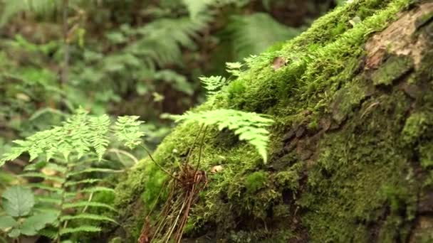 tronc d'arbre incliné couvert de mousse avec fougère dans une forêt sauvage humide intacte. La magie et la beauté de la nature antique 