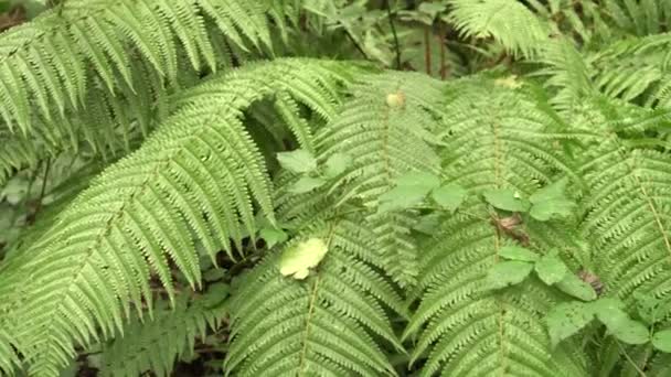 雨后在野生的夏季森林中 美丽的密布的灌木 原始的大自然之美 — 图库视频影像