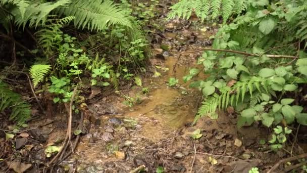 Ruisseau propre dans les fourrés de fougères luxuriantes et l'herbe. Dans la forêt sauvage d'été. Look positif naturel exotique 