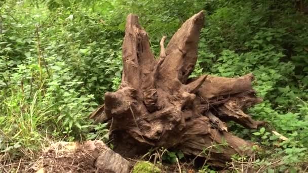 Raízes Enormes Uma Árvore Desenraizada Entre Grama Pedras Floresta Problema — Vídeo de Stock