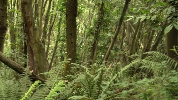 Dicht Wild Bos Met Fern Struikgewas Ongerepte Natuur — Stockvideo