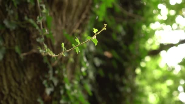 Vahşi Bir Ormanda Yemyeşil Yaprakları Ile Sarmaşık Ile Dolaşık Bir — Stok video